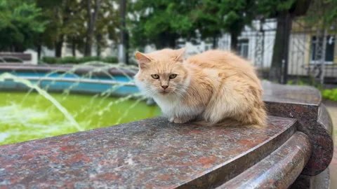 Ginger cat sitting on marble edge near city fountain Stock Footage 318548820