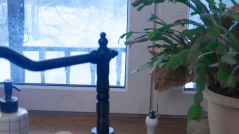 Ginger cat sitting near kitchen sink while woman washing dishes in modern home.  Video stock 329509001
