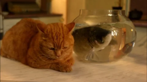 Ginger cat sitting next to the aquarium fish in it Stock Footage 7903987