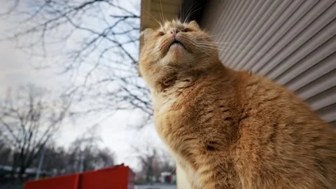 Ginger Cat Sitting Outdoors on a Cold Overcast Day Stock Footage 329967750