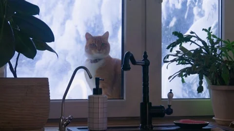 Ginger cat sitting outside by the kitchen window near the sink as a woman opens  Video stock 328117961