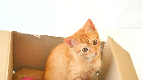 Ginger cat is sitting in paper box on white background 4k Video stock 94469112