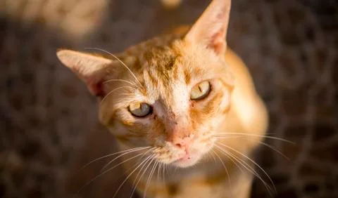 Ginger Cat Sitting Stock Photos