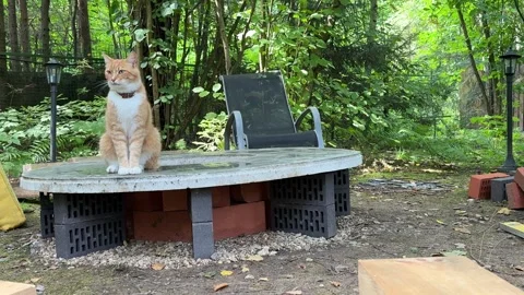 Ginger Cat Sitting on Rustic Outdoor Table in Woodland Backyard Video stock 342630007