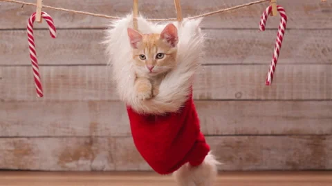 Ginger cat sitting in a santa hat hanging on decorated drying line Stock Footage 143024737
