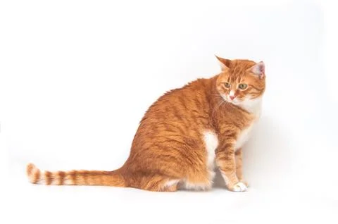 Ginger cat sitting sideways Stock Photos