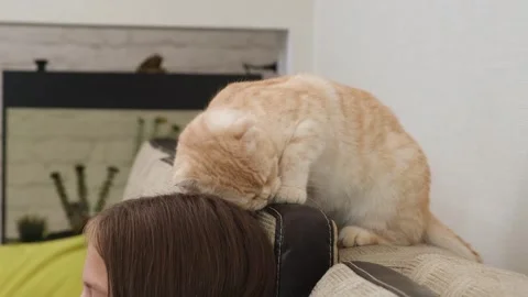 Ginger cat sitting on sofa and rubs its head against girl hair Stock Footage 322772554