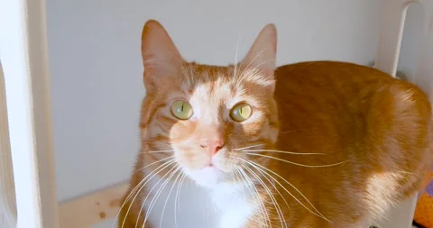 Ginger cat sitting on the step of a child's bed on a sunny day Stock Footage 262796756