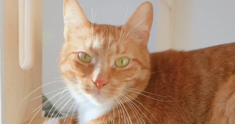 Ginger cat sitting on the step of a child's bed on a sunny day Stock Footage 262796759