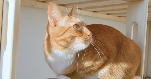 Ginger cat sitting on the step of a child's bed on a sunny day Stock Footage 262796763