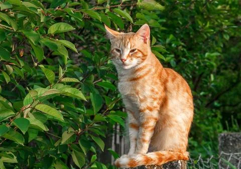 Ginger Cat Sitting on Stone Post in Garden Foto stock