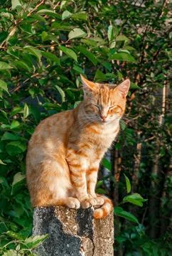 Ginger Cat Sitting on Stone Post in Garden Stock Photos