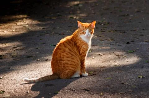 Ginger Cat Sitting in the Sunlight Stock Photos