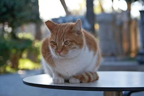 Ginger cat sitting on a table in a cafe in the garden Stock Photos