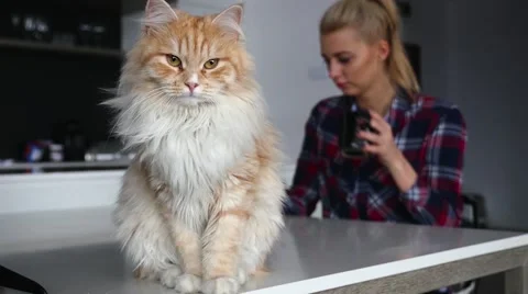 Ginger cat is sitting on table. Girl is drinking coffee in the background Stock Footage 62017913