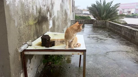 Ginger Cat Sitting on Table in Rain Stock-Footage 330875197