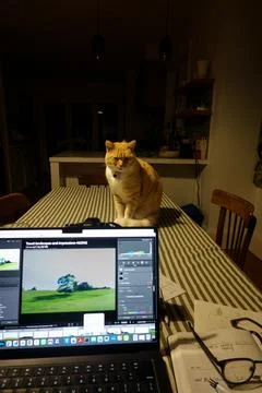 Ginger cat sitting up on table with striped cover . open laptop, notepad an.. 写真素材
