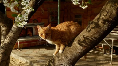 Ginger cat sitting on a tree and look around Video stock 115214878