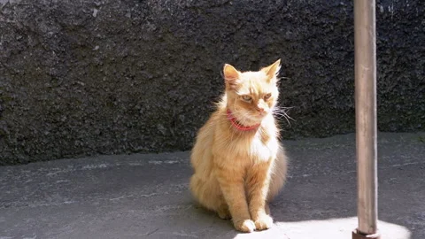 Ginger Cat Sitting by the Wall Stock Footage 293155006