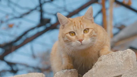 Ginger cat sitting on a wall Stock Footage 320466639