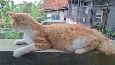 Ginger cat sitting on wall looking around outdoor Stock Footage 337051066