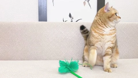 Ginger cat sitting on white sofa Stock Footage 173374117