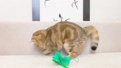 Ginger cat sitting on white sofa and playing. Video stock 184463583
