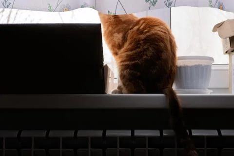 Ginger cat sitting on a white window sill looking out of a window Foto stock