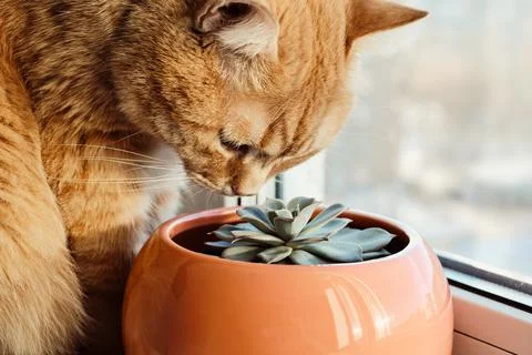 Ginger cat sitting on window and sniffing houseplant, selective focus. Cat and Stock Photos