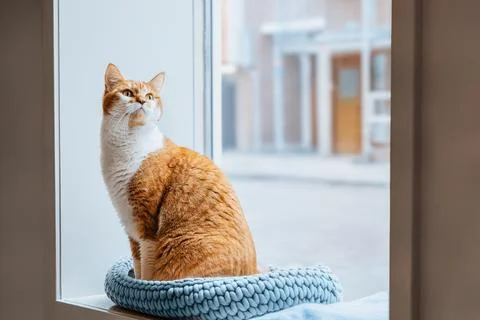 Ginger Cat Sitting by a Window Foto stock