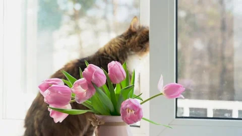 Ginger cat sitting on the windowsill on the balcony. Spring Stock Footage 303776904