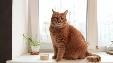 Ginger cat sitting on windowsill looking out the window with a small plant Stock Footage 338433498
