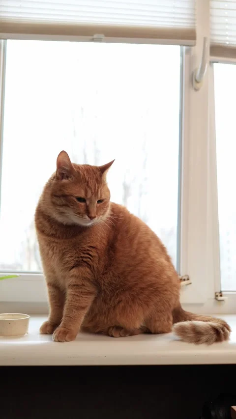 Ginger cat sitting on windowsill looking down at food bowl Stock Footage 338433507