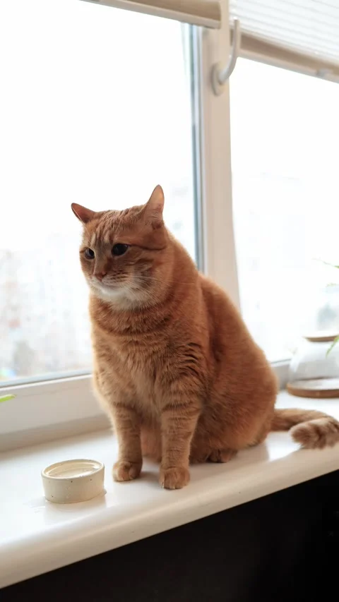 Ginger cat sitting on windowsill looking at a small bowl of water Stock Footage 338433508