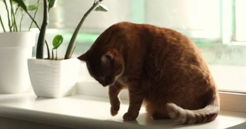 Ginger cat sitting on a windowsill looking out the window with plants Stock Footage 339067704