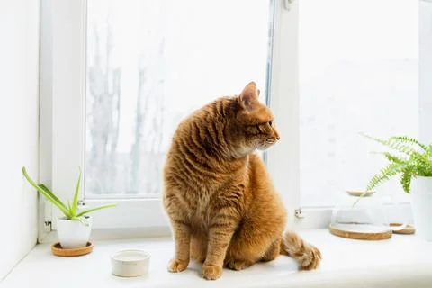 Ginger cat sitting on a windowsill looking out the window with plants and a.. Foto stock