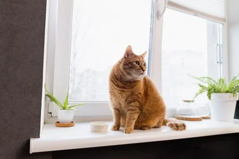 Ginger cat sitting on a windowsill next to potted plants and a water bowl Stock Photos