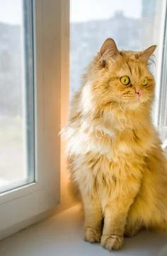 Ginger cat sitting on the windowsill Foto stock