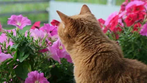 Ginger cat sitting on windowsill with pink petunia flowers and watching the bee Vídeo Stock 279215008