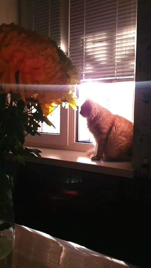 Ginger Cat Sitting on Windowsill with Vase of Flowers Stock Footage 296076120