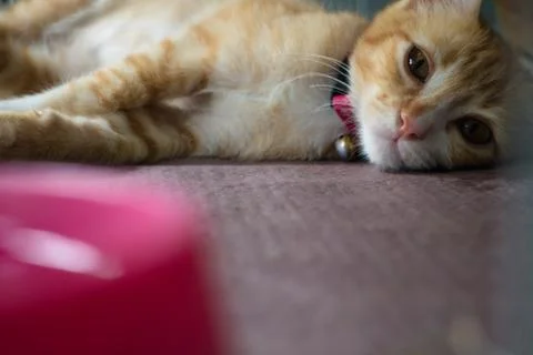 The ginger cat sleep Stock Photos