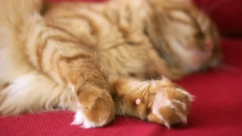 Ginger Cat is Sleeping and Moving His Paws 스톡 동영상 74402983