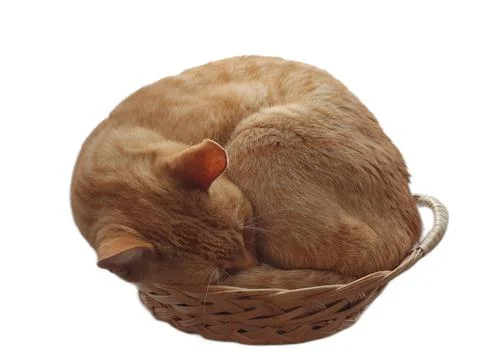 Ginger cat sleeping in basket Stock-Fotos