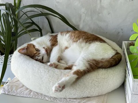 A ginger cat is sleeping in a beaa?d on top of a refrigerator Stock Photos