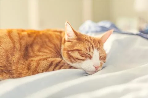 Ginger cat sleeping on bed 스톡 사진