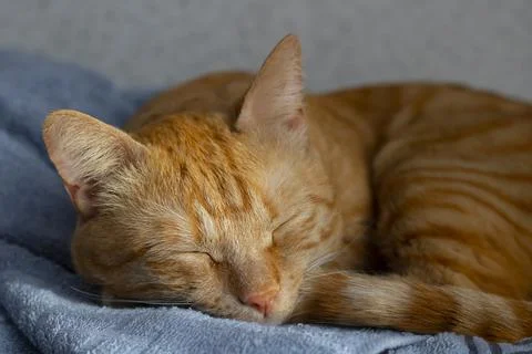 The ginger cat sleeping in the bed Stock Photos