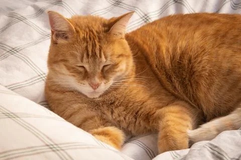 Ginger cat sleeping in a bed Stock Photos