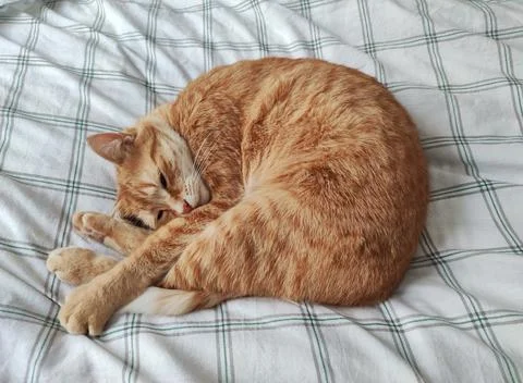 Ginger cat sleeping in a bed Stock-Fotos