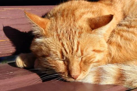Ginger cat sleeping on a bench on summer day Stock Photos