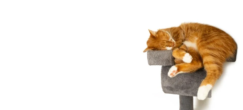 A ginger cat sleeping on a cat tree shelf on a white background. Concept of.. Stock Photos